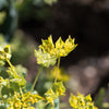 100 GREEN GOLD BUPLEURUM Griffithii Rotundifolium Hares Ear Thoroughwax Flower Seeds