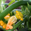 10 Golden YELLOW Bush SCALLOP SQUASH (Patty Pan / Paty Pan / Squanter Squash) Summer Cucurbita Pepo Vegetable Seeds