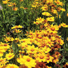 1000 YELLOW SAND COREOPSIS Lanceolata Lanceleaf Tickseed Flower Seeds