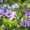 25 Purple ROSE Of SHARON HIBISCUS Syriacus Flower Tree Bush Seeds