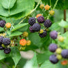 50 BLACK RASPBERRY Rubus Leucodermis Fruit Bush Vine Seeds