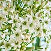 500 CHINESE LEEK (Oriental Garlic / Garlic Chives / Chinese Chives / Flat Chives) Allium Tuberosum Vegetable Seeds