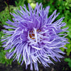 30 VIOLET Purple NEEDLE ASTER Callistephus Chinensis Unicom Flower Seeds