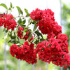 35 RED CREPE MYRTLE Lagerstroemia Indica Flowering Shrub Bush Small Tree Seeds