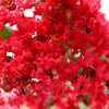 35 RED CREPE MYRTLE Lagerstroemia Indica Flowering Shrub Bush Small Tree Seeds