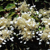 50 Schizophragma Hydrangeoides Seeds – White Japanese Hydrangea Vine