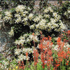 50 Schizophragma Hydrangeoides Seeds – White Japanese Hydrangea Vine