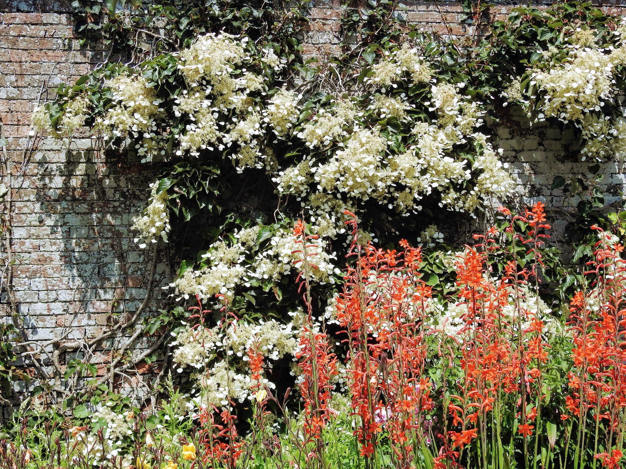 50 Schizophragma Hydrangeoides Seeds – White Japanese Hydrangea Vine