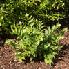 10 SOLOMON'S SPIKE White Western False Seal Maianthemum Racemosum Flower Seeds