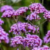 150 BUENOS AIRES VERBENA Brazilian Purple Bonariensis Patagonica Flower Seeds