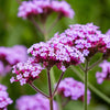 150 BUENOS AIRES VERBENA Brazilian Purple Bonariensis Patagonica Flower Seeds