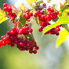 30 EUROPEAN CRANBERRY / SNOWBALL Tree Guelder Rose Viburnum Opulus Red Fruit White Flower Seeds