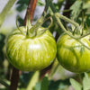 50 GREEN ZEBRA TOMATO Striped Lycopersicon Fruit Vegetable Seeds