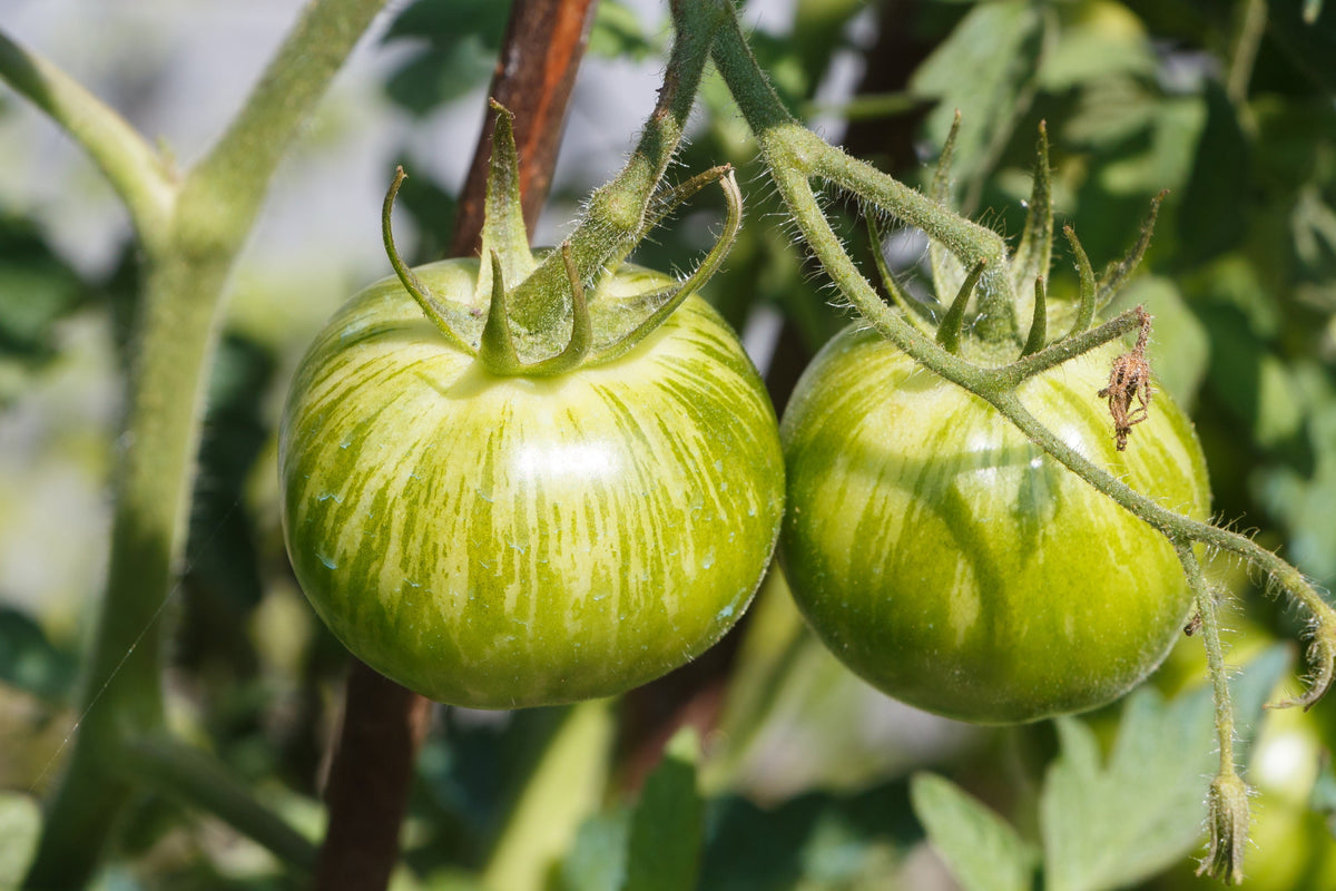 Green Zebra Tomato Seeds – Striped Lycopersicon Fruit Vegetable – photo 3