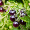 Purple Cherry Tomato Seeds – Lycopersicon Indeterminate Fruit Vegetable – photo 8