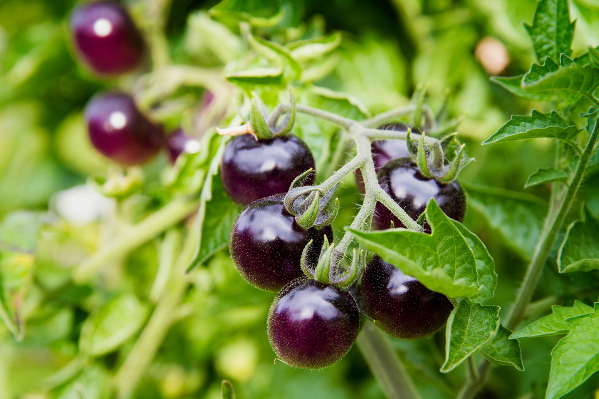 Purple Cherry Tomato Seeds – Lycopersicon Indeterminate Fruit Vegetable – photo 8