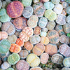 10 LIVING STONE / LITHOPS Mixed Colors Pebble Houseplant Flower Seeds