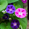 Mixed Colors Morning Glory Seeds – Ipomoea Purpurea Vine Flower – photo 3