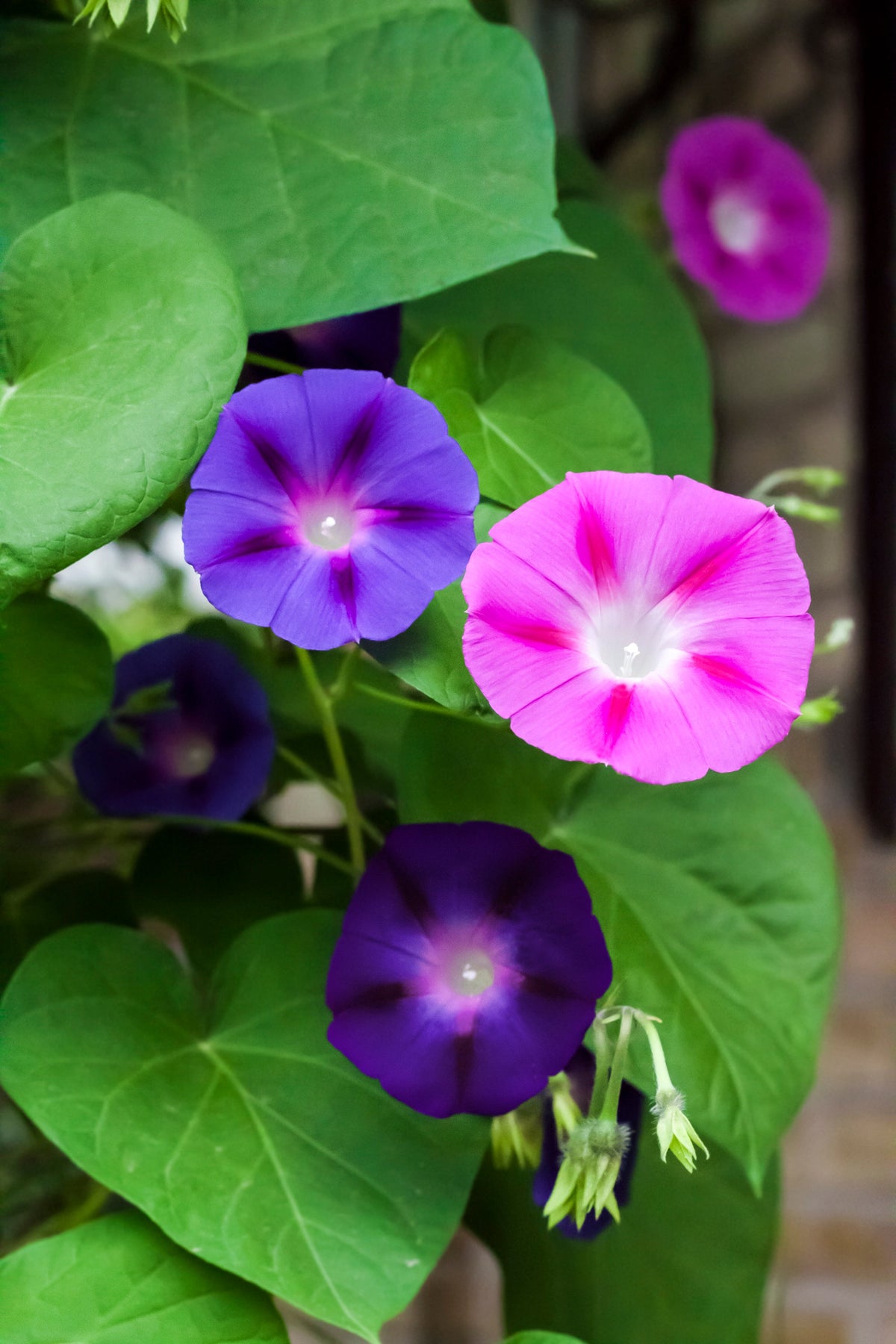 Mixed Colors Morning Glory Seeds – Ipomoea Purpurea Vine Flower – photo 3