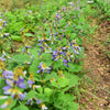20 JICAMA Mexican Yam Bean Potato Bean Pachyrhizus Erosus Vining Legume Root Vegetable Blue Flower Seeds
