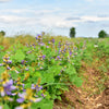 20 JICAMA Mexican Yam Bean Potato Bean Pachyrhizus Erosus Vining Legume Root Vegetable Blue Flower Seeds