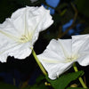 50 MOONFLOWER MORNING GLORY White Moon Flower Ipomoea Alba Flower Vine Seeds