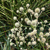 200 RATTLESNAKE MASTER / Button Snakeroot  Eryngium Yuccifolium Flower Seeds