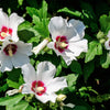 50 Mixed Colors ROSE Of SHARON HIBISCUS Syriacus Flower Tree Bush Seeds Mix