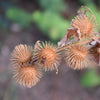 200 Great BURDOCK Arctium Lappa (Edible Burdock / Cockle-Button / Beggar's Buttons) HERB Flower Seeds