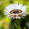 50 WHITE Zulu Prince CAPE DAISY Venidium Fastuosum Alba Flower Seeds