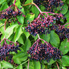 500 BULK American ELDERBERRY Fruit Bush Shrub Tree Sambucus Nigra Canadensis Seeds