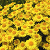 250 GOLDEN MARGUERITE DAISY Dyer's Yellow Chamomile Anthemis Tinctoria Kelwayi Cota Tinctoria  Paris Daisy Herb Flower Seeds