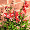 10 SCARLET PENSTEMON Hartwegii Beardtongue Red & White Flower Seeds