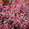 30 MIXED COLORS AGASTACHE Aurantiaca Cana Hummingbird Mint Hyssop Flower Seeds
