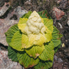 5 NOBLE RHUBARB Rheum Nobile Ornamental Sikkim Himalayan Glasshouse Plant Seeds
