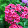 100 BRILLIANT PHLOX Drummondii Two Tone Pink Flower Seeds