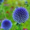 25 Blue GLOBE THISTLE Echinops Ritro Southern Globethistle Pollinator Flower Seeds