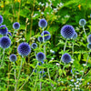 25 Blue GLOBE THISTLE Echinops Ritro Southern Globethistle Pollinator Flower Seeds