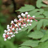 10 DOLL'S EYES Flower White Baneberry Cohosh Actaea Pachypoda Alba Seeds