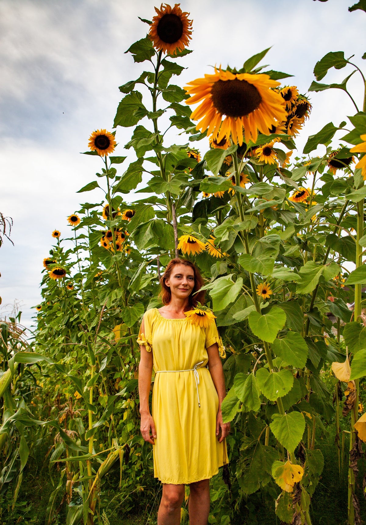 Early Mammoth Russian Sunflower Seeds – Helianthus Annuus Flower