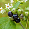 100 GARDEN HUCKLEBERRY (Ground Cherry) Solanum Melanocerasum Berry Fruit Bush Seeds