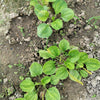 Chinese Plantain Seeds – Plantago Asiatica Herb Flower – photo 5