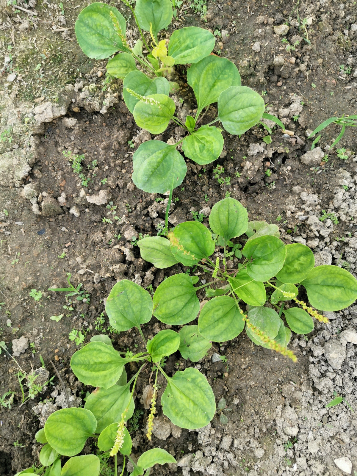 Chinese Plantain Seeds – Plantago Asiatica Herb Flower – photo 5