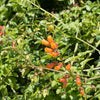 40 CHILEAN GLORY VINE Eccremocarpus Scaber Flower Seeds