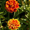 75 Mixed Colors PERSIAN CARPET ZINNIA Zinnia Haageana Flower Seeds
