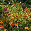 75 Mixed Colors PERSIAN CARPET ZINNIA Zinnia Haageana Flower Seeds