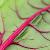 40 PINK LIPSTICK SWISS CHARD Vegetable Seeds Perpetual Spinach Beta Vulgaris Seeds