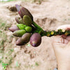 20 INDIAN TRUMPET Flower TREE (Midnight Horror / Broken Bones Plant / Tree of Damocles) Oroxylum Indicum Seeds