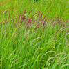 150 SWEET VERNAL GRASS Sweet Grass Vanilla Grass Anthoxanthum Odoratum Fragrant Vernalgrass Ornamental Craft Seeds