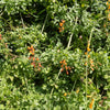 40 CHILEAN GLORY VINE Eccremocarpus Scaber Flower Seeds
